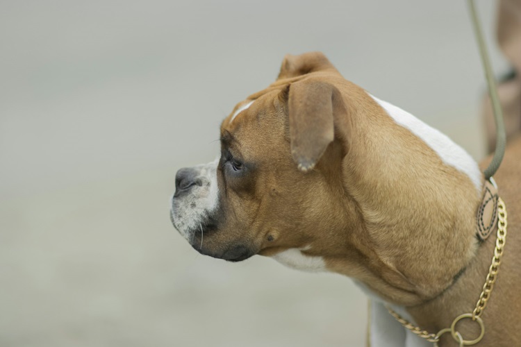 Boxer Dog online purchase in Goa