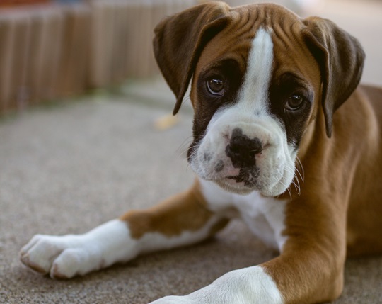 Buy Boxer puppies online in Goa