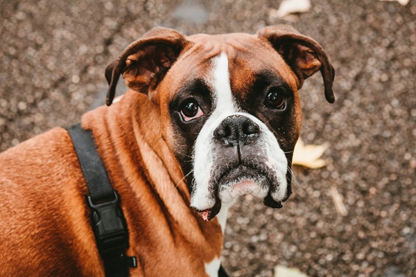 Boxer dog for sale online in Kolkata