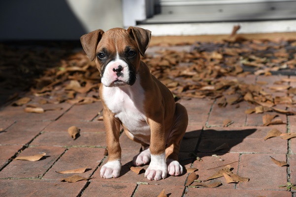 Boxer male puppy price in Kolkata