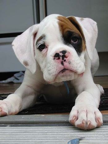 Boxer male puppy price In India