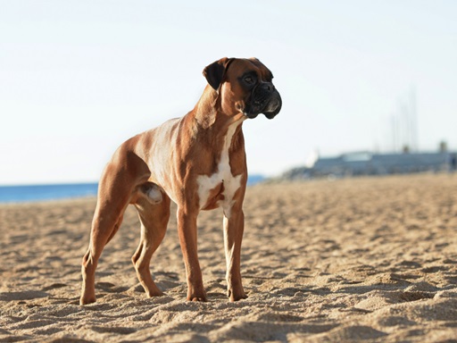 Boxer pet store in Pune