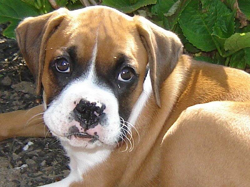 Boxer petshop In India