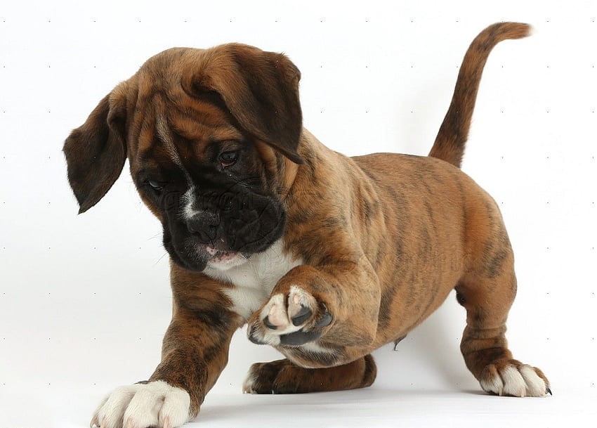 Boxer puppies for sale In India