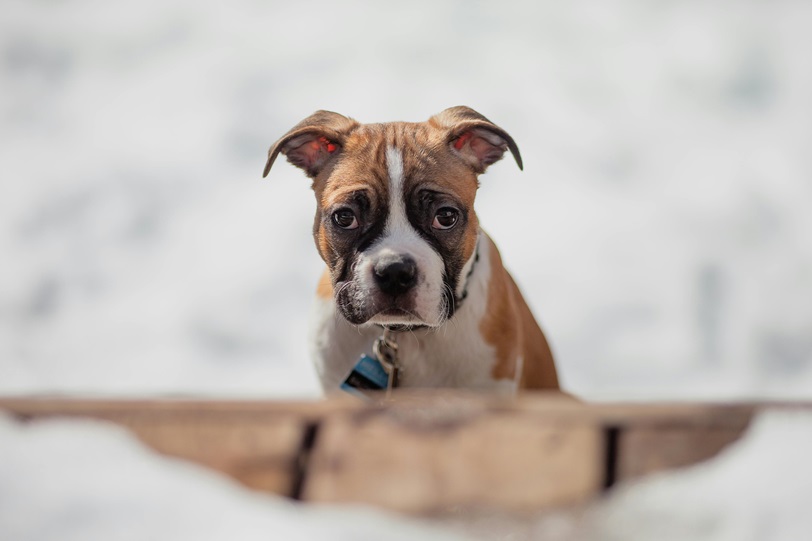 Boxer puppies for sale in pune