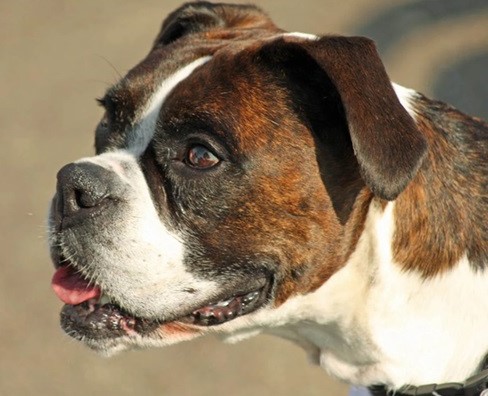 Boxer puppy for sale in India