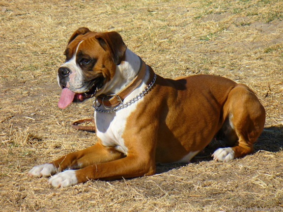 Boxer puppy price In India