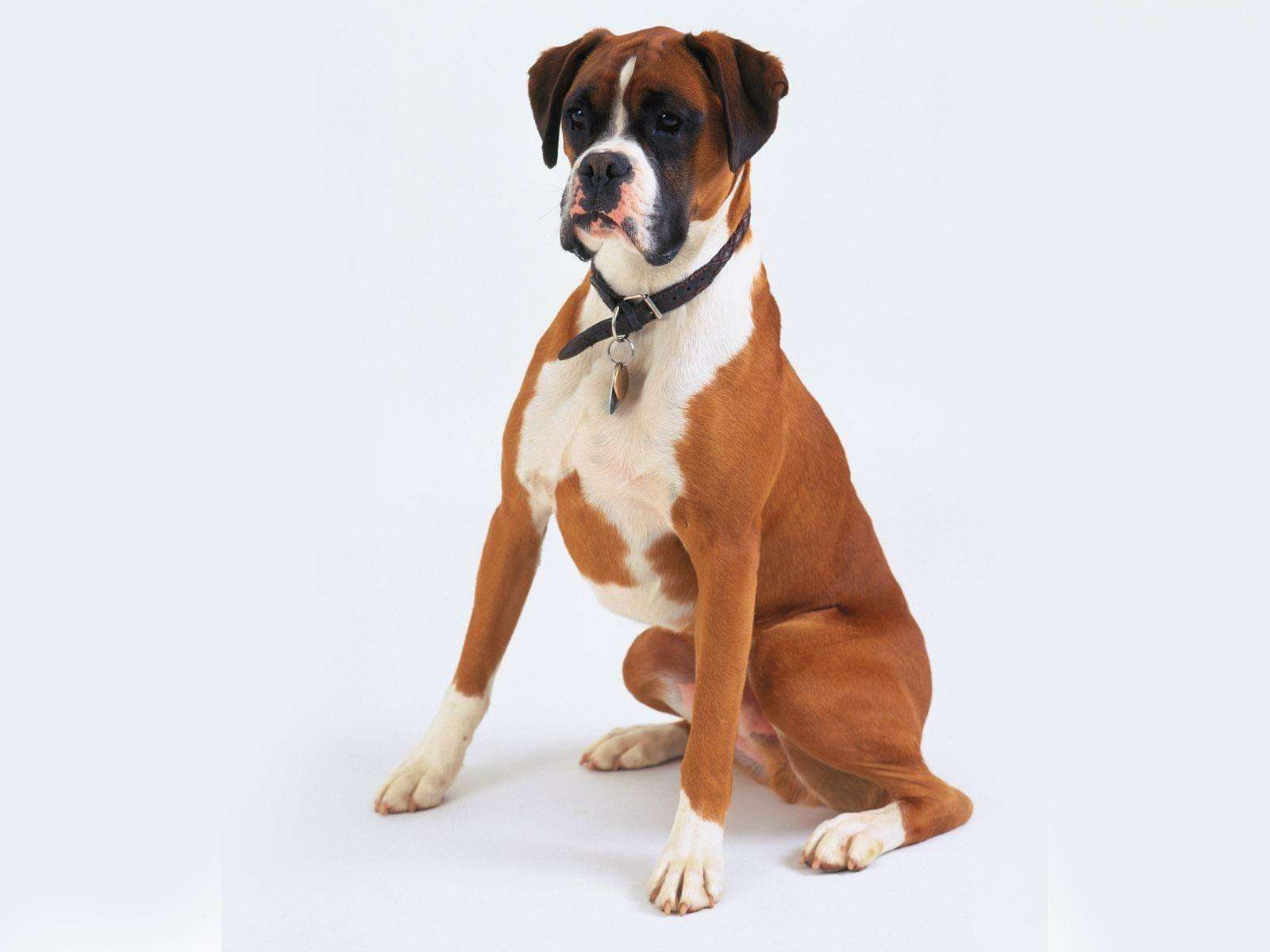 the-boxer-breed-standard-how-should-an-ideal-boxer-look-boxer-dog