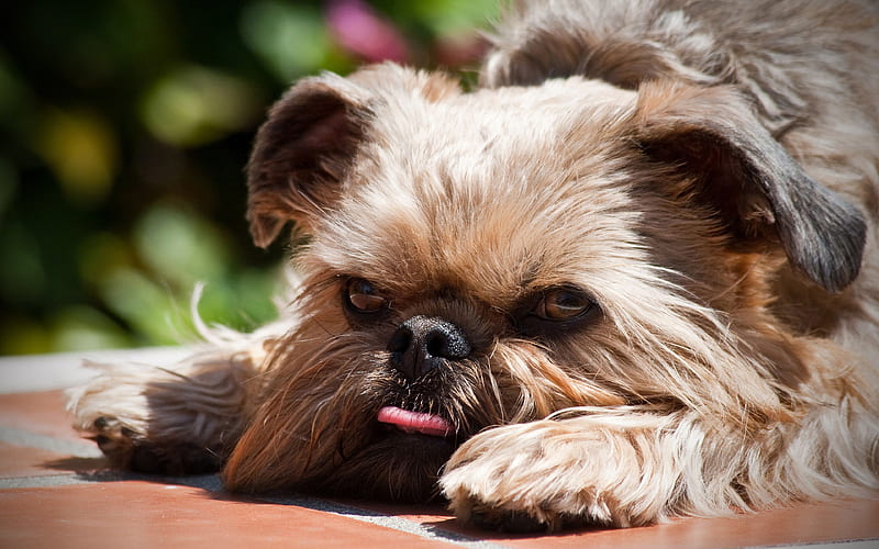 Brussels Griffon dog price In India