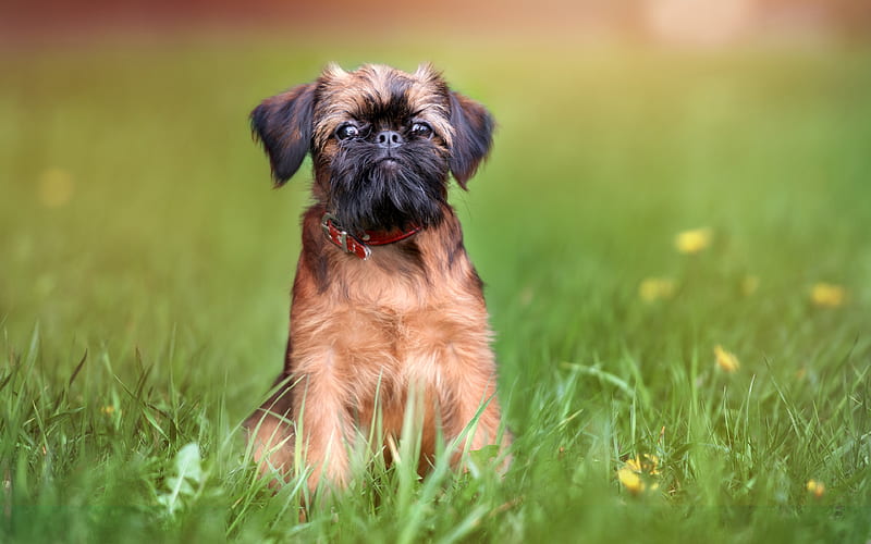 Brussels Griffon puppy price In India