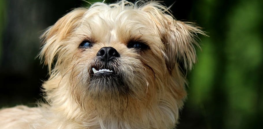 Brussels Griffon puppy for sale In India