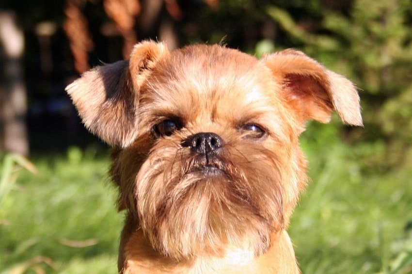 Brussels Griffon male Puppy Price In india