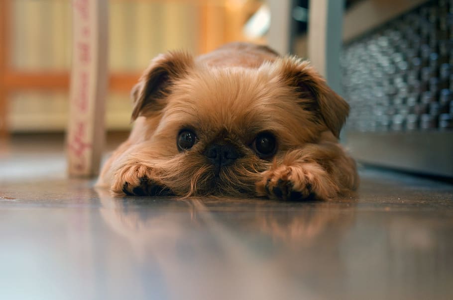 Brussels Griffon dog kennel In india