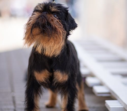 Buy Brussels Griffon dog online In India