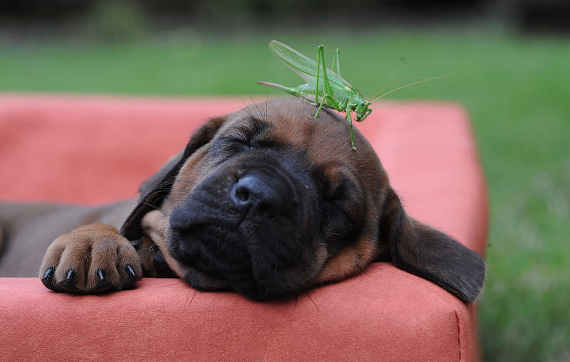 Bullmastiff Dog Puppy Price In india