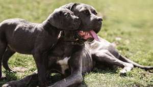 Why Purchase Cane Corso from a Reputable Dog Breeder in India