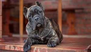 Frequently Asked Question About Cane Corso In India