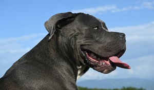 Age-wise food and care of Cane Corso in India