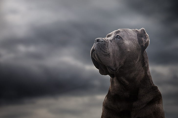 Cane Corso dog price In India