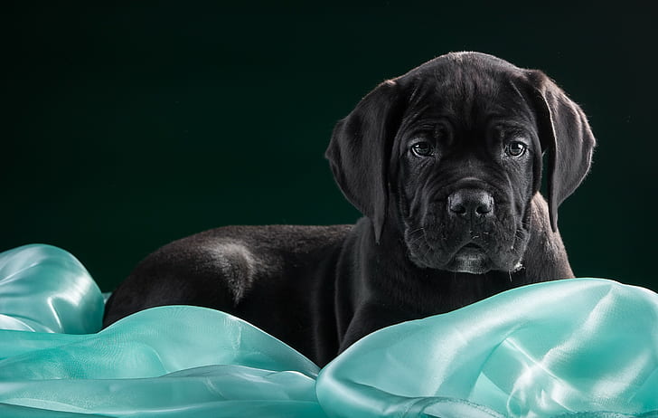 Cane Corso puppy price In India