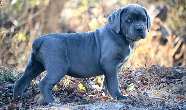 Cane Corso for sale In India