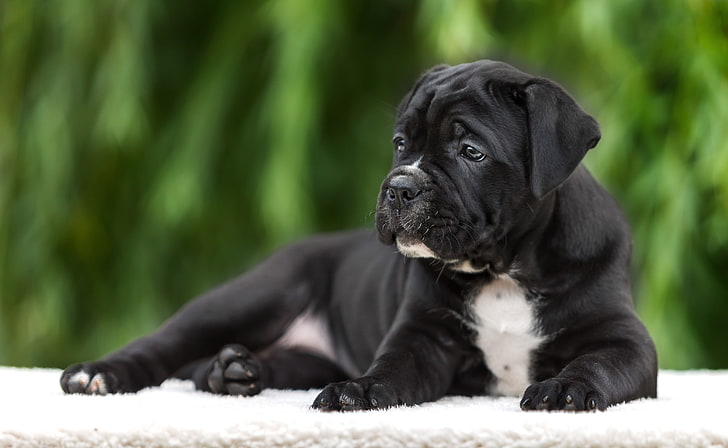 Cane Corso male price In India