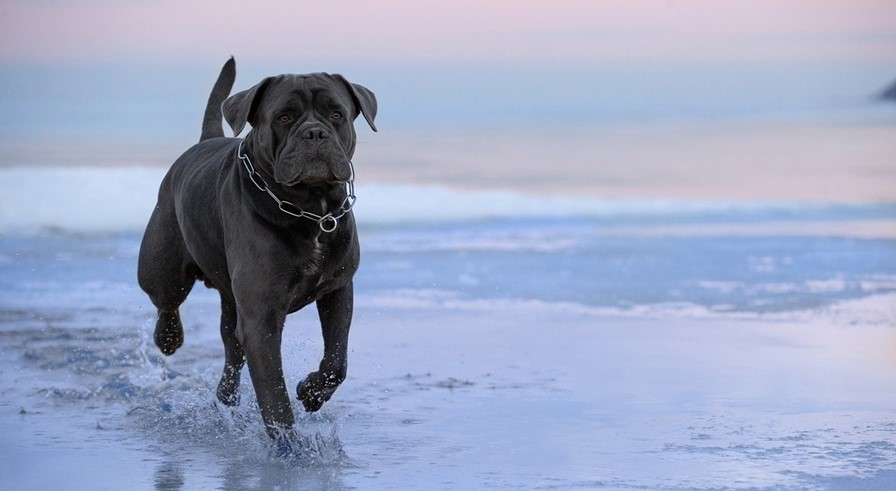 Cane Corso dog price In India