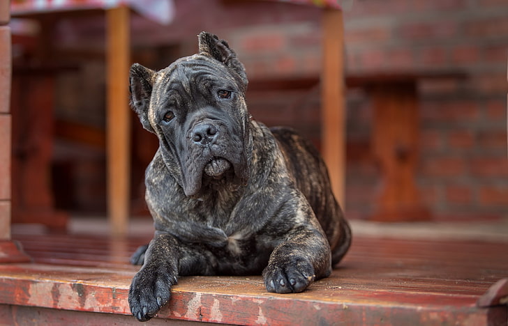 Cane Corso dog for sale In India