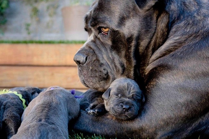 Cane Corso Puppy Price In India