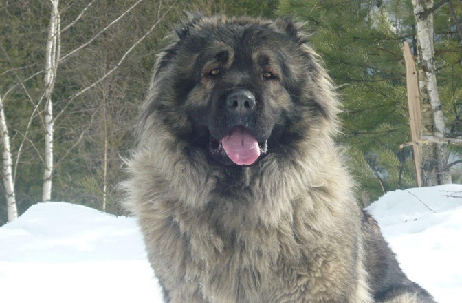 Caucasian Shepherd dog price In India