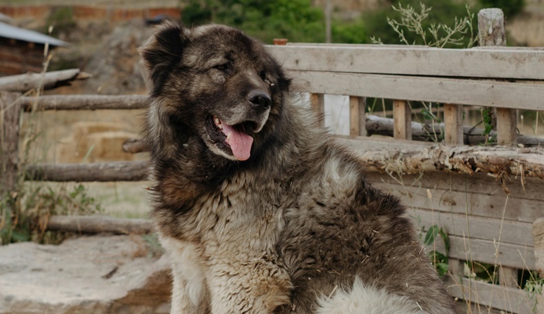 Caucasian Shepherd male Puppy Price In india