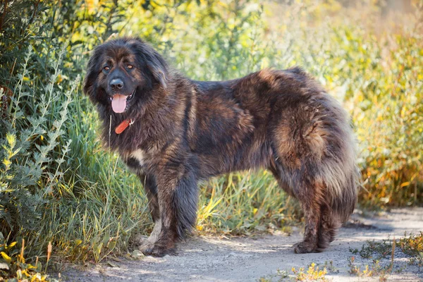 Buy Caucasian Shepherd dog online In India