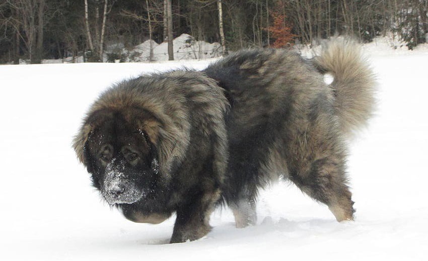 Caucasian Shepherd dog kennel In india