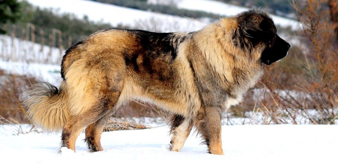 Caucasian Shepherd puppy for sale In India