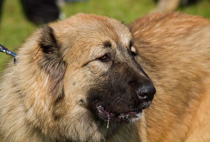 Caucasian Shepherd puppy price In India