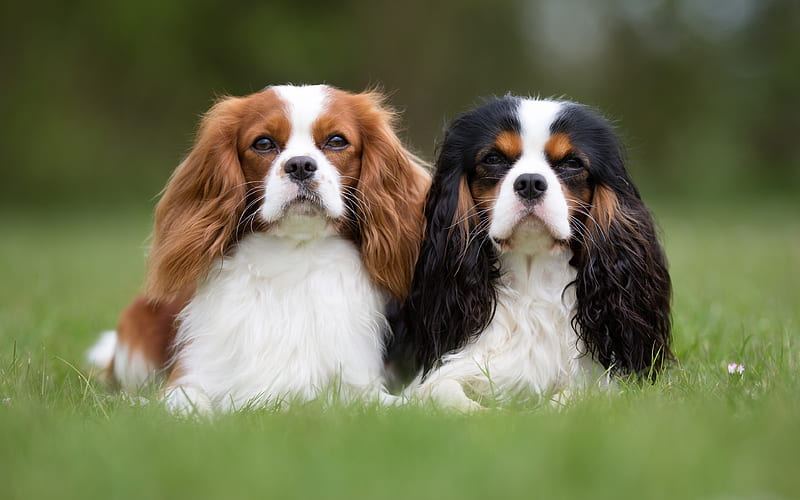 Cavalier King Charles Spaniel Dog Puppy Price In india