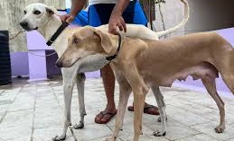 Chippiparai dog price In India