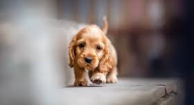 Why Purchase Cocker Spaniel from a Reputable Dog Breeder in India