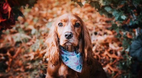 Interesting Facts About Cocker Spaniels