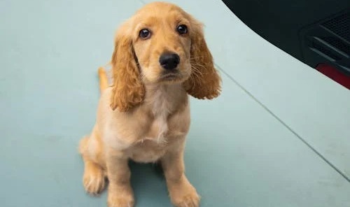 Frequently Asked Question About Cocker Spaniel In India