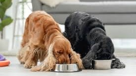 Age-wise food and care of Cocker Spaniel in India