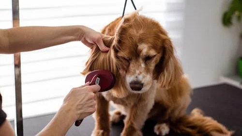 Major Health Problems For Cocker Spaniels in India