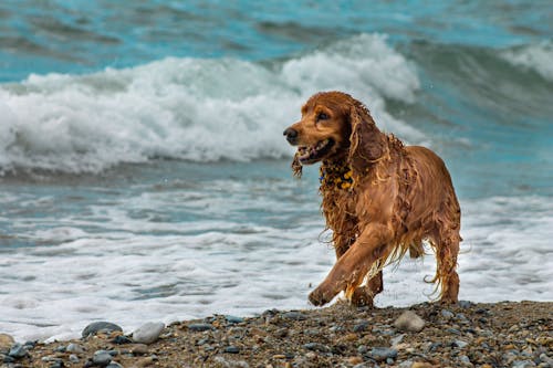 Cocker Spaniel male puppy price in Goa