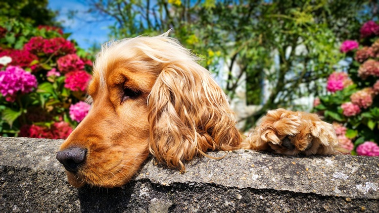 Cocker Spaniel online purchase in Goa