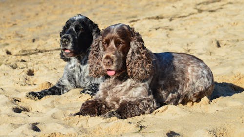 Buy Cocker Spaniel puppies online in Goa