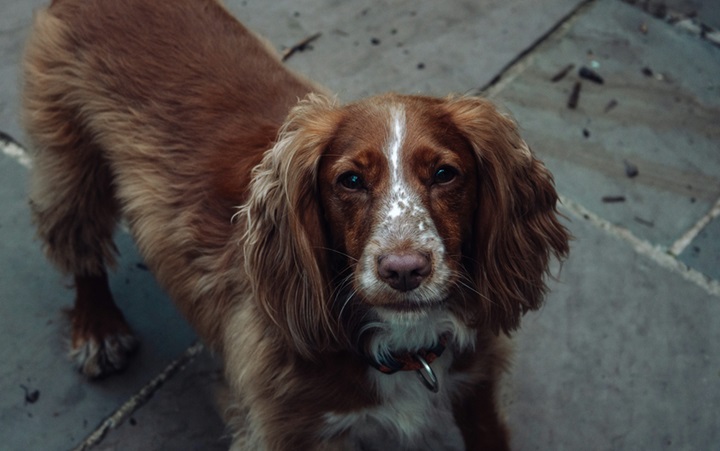 Cocker Spaniel dog for sale online in Goa