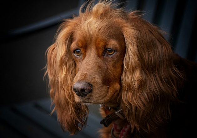 Cocker Spaniel online purchase in Kolkata