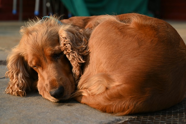 Cocker Spaniel dog for sale online in Kolkata