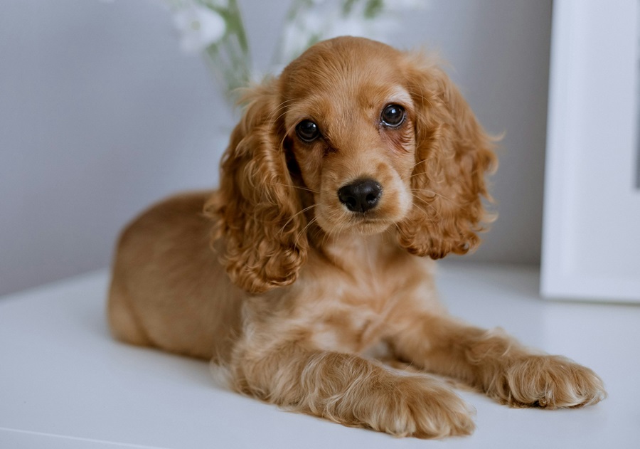 Buy Cocker Spaniel puppies online in Kolkata