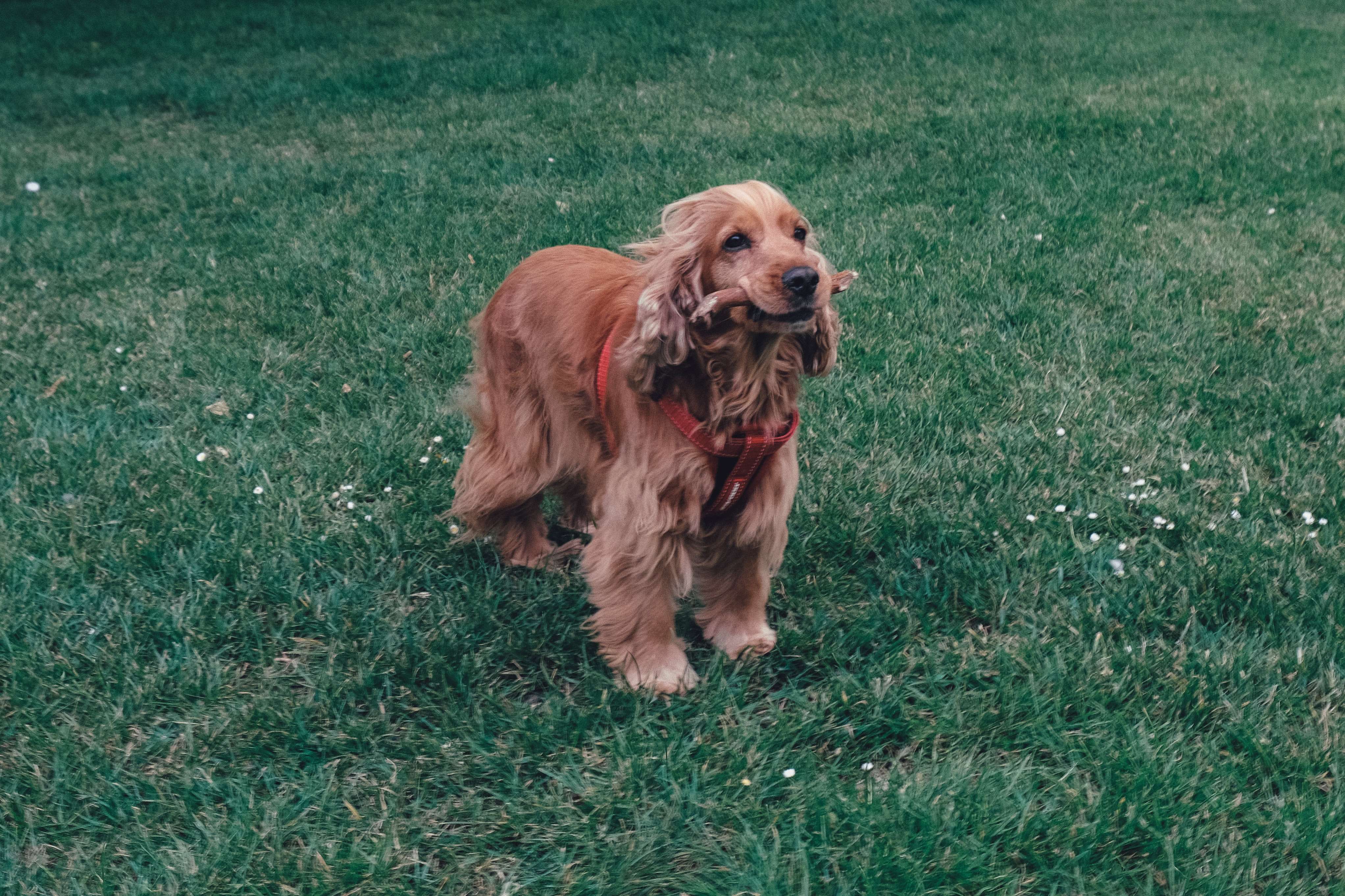 Cocker spaniel price In India